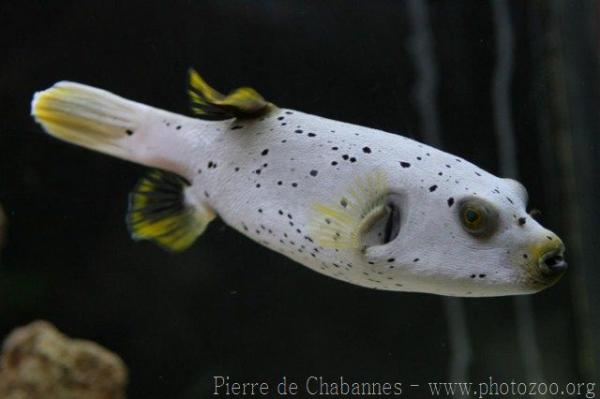 Blackspotted puffer