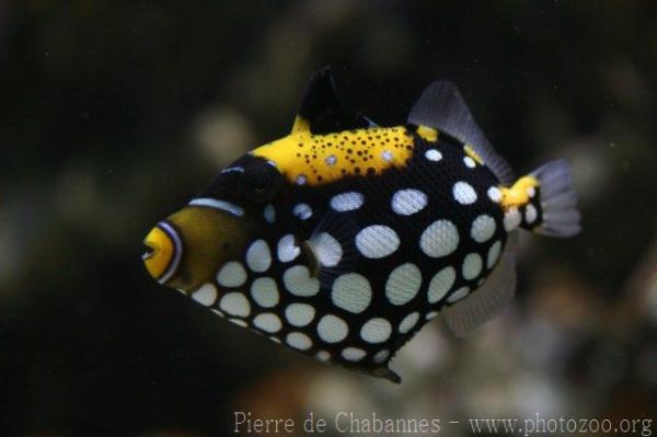 Clown triggerfish