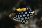 Clown triggerfish