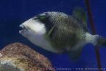 Titan triggerfish