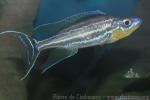 Three-stripe giant featherfin