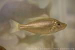 Fry-robber cichlid