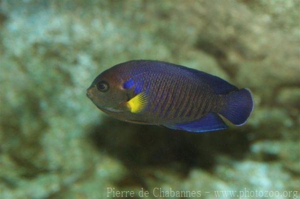 Yellowfin angelfish