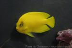 Yellow angelfish