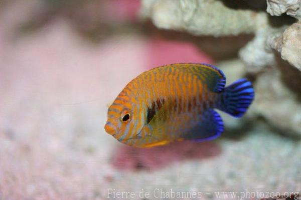 Russet angelfish