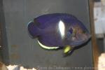 Keyhole angelfish