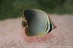 Eastern triangular butterflyfish