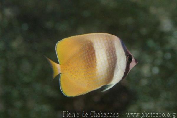 Sunburst butterflyfish