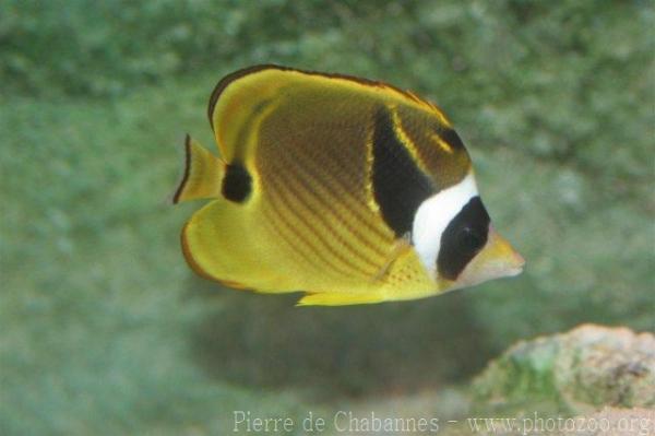 Racoon butterflyfish