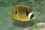 Racoon butterflyfish