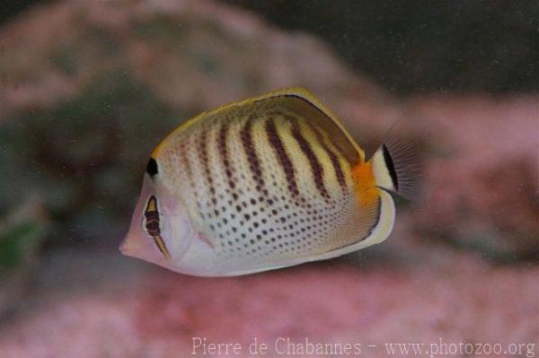 Spotband butterflyfish