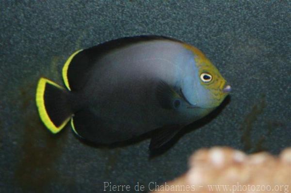 Black-velvet angelfish