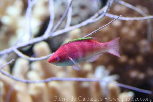 Yellowfin fairy wrasse