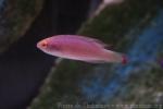 Red-margined wrasse