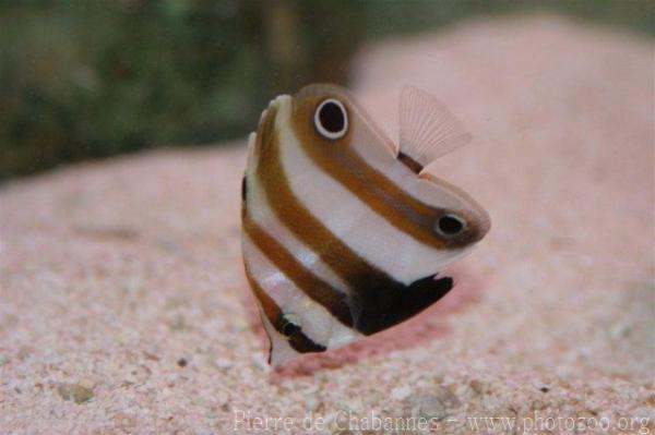 Twospot coralfish