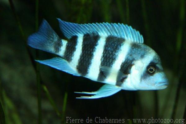 Moba purple cichlid