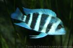 Moba purple cichlid