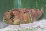 Longspined porcupinefish