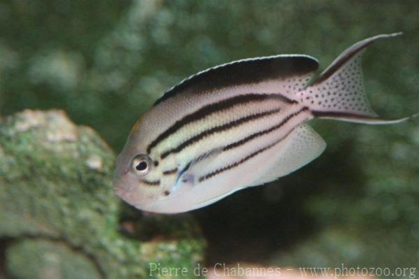 Blackstriped angelfish