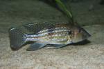 Vacuum cleaner cichlid