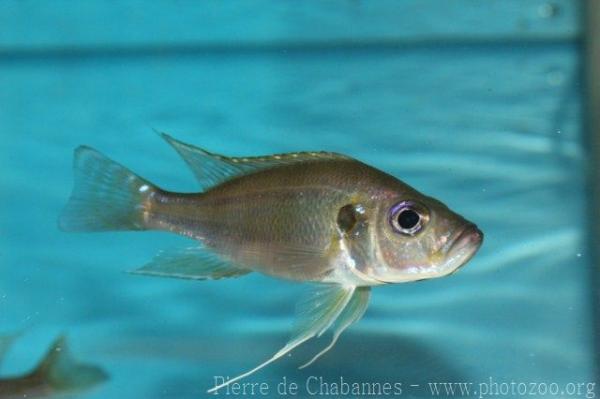 Bellcross's cichlid