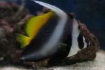 Singular bannerfish