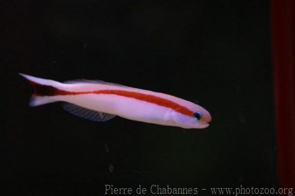 Redback sand tilefish