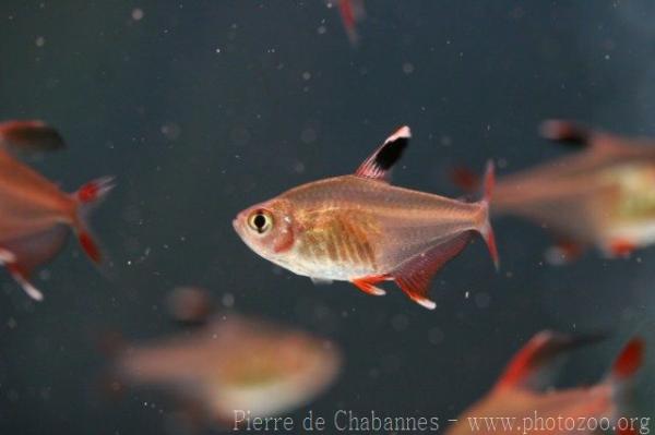 Ornate tetra