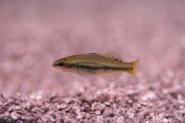 Empire gudgeon