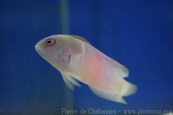 Lined dottyback