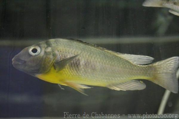 Dardenne's cichlid