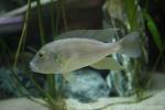 Staner's cichlid