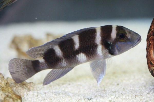 Black-banded lamprologus