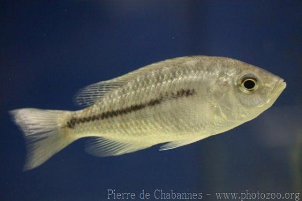 Boadzulu cichlid