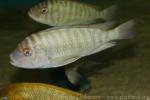 Banded stone cichlid