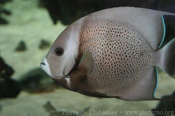 Grey angelfish