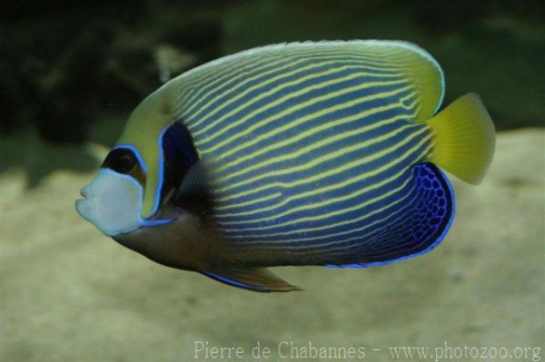 Emperor angelfish