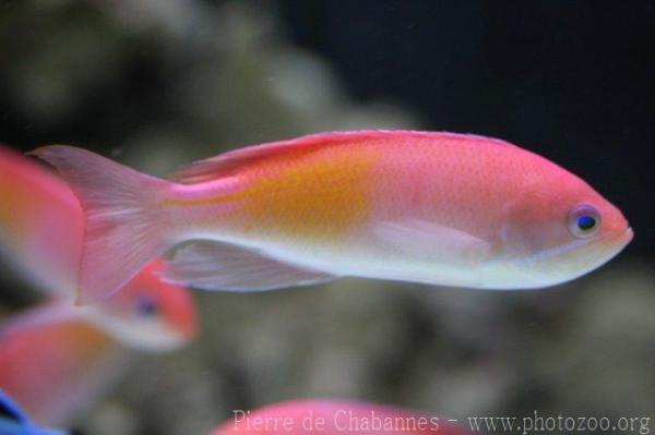 Marcia's anthias