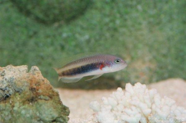 Spot-stripe dottyback