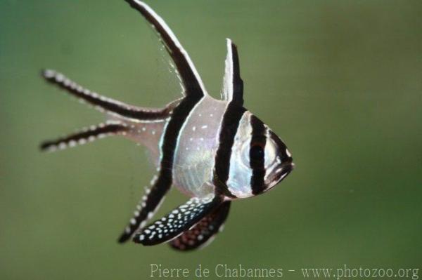 Banggai cardinalfish