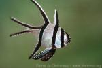 Banggai cardinalfish