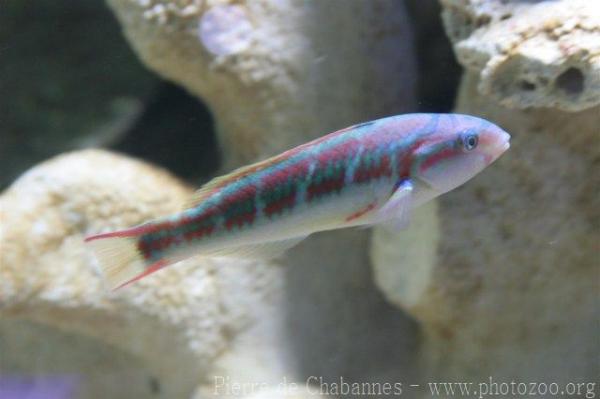 Fivestripe wrasse