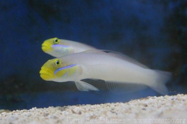 Blueband goby