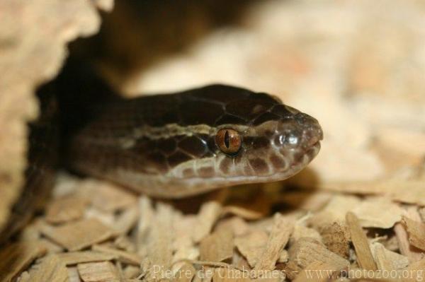 Striped house snake