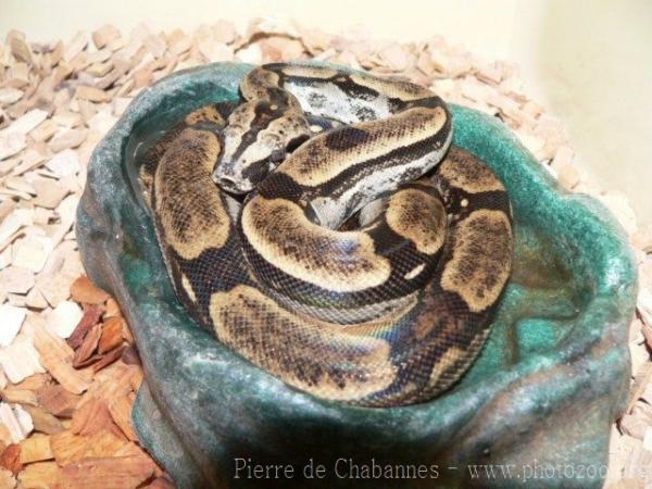 Peruvian boa constrictor