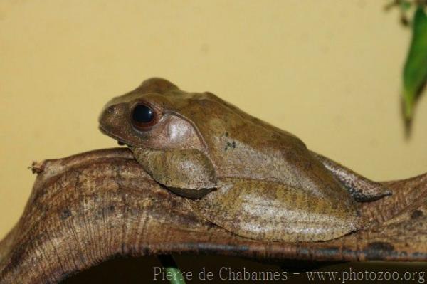 Madagascar bright-eyed frog