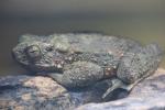 Asian giant toad