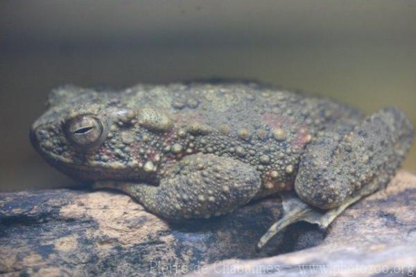 Asian giant toad