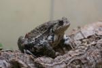 Japanese common toad