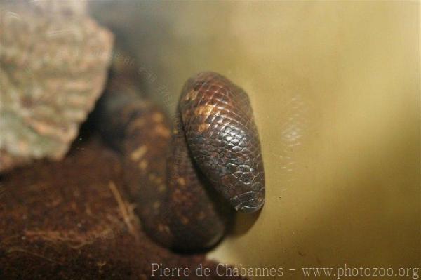 Calabar ground python